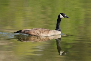 canadageese copy