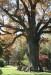 Conservation Advisory Council Wants Your Thoughts On Trees