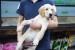 New Puppy Shop Opens in Scarsdale