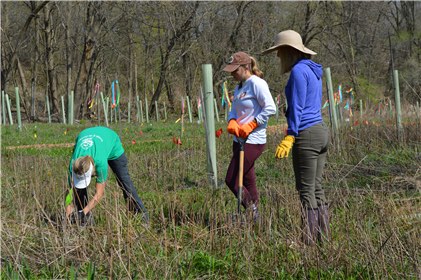 treeplanting