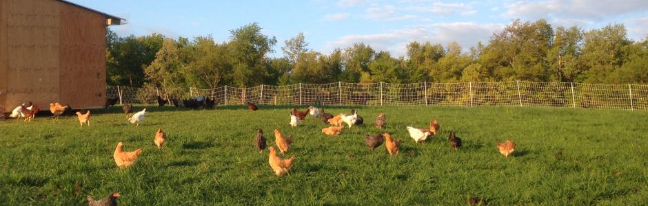 Chickens in spring