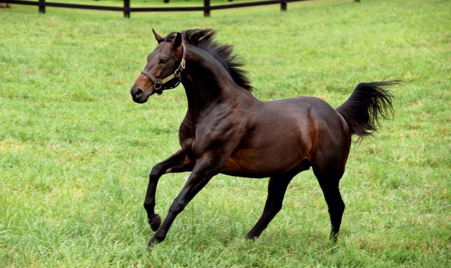 news Bernardini 0152 Thoroughbred stallion in paddock