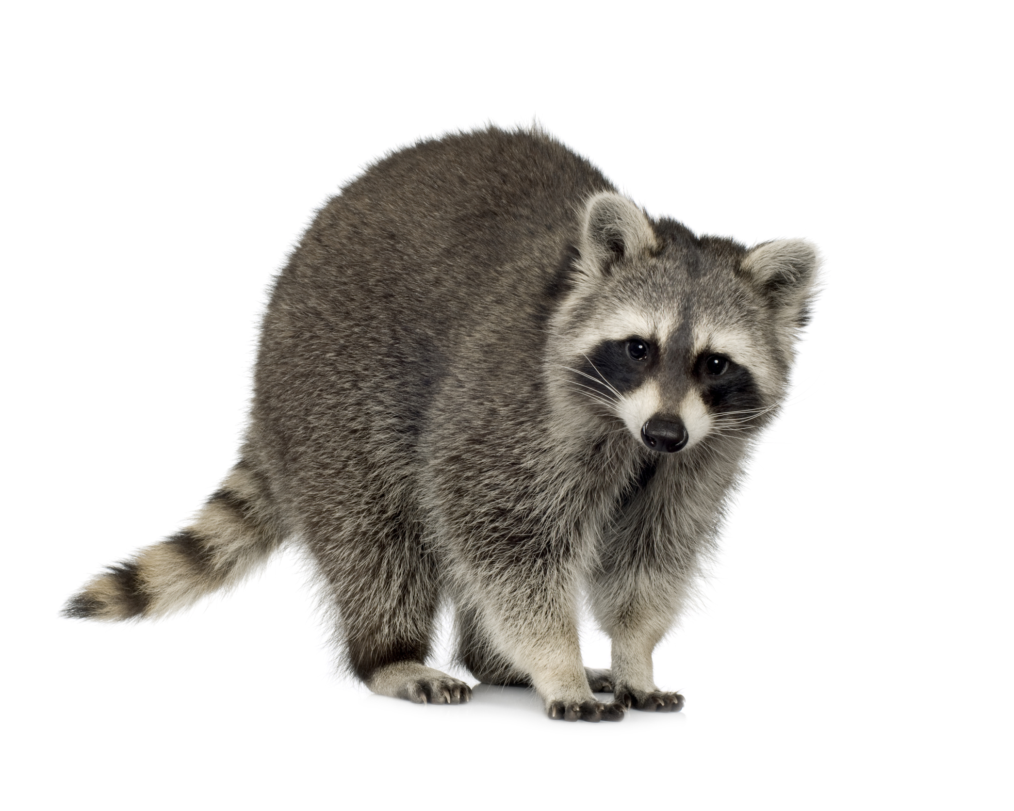 raccoon