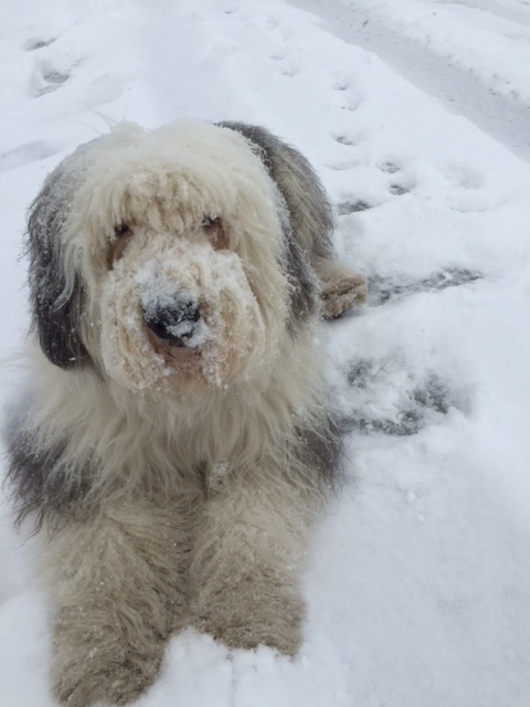 snowydog