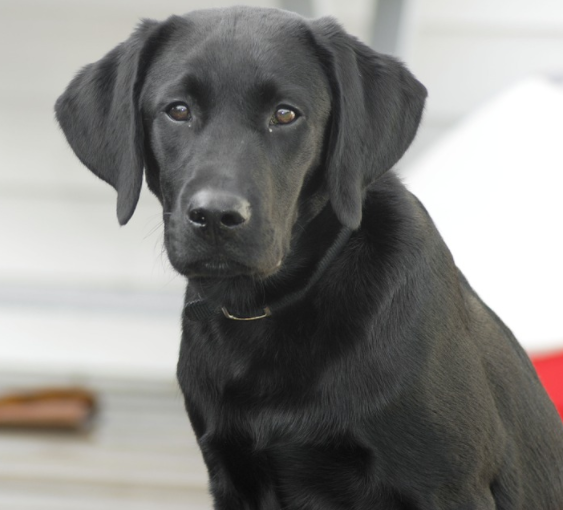 blacklab