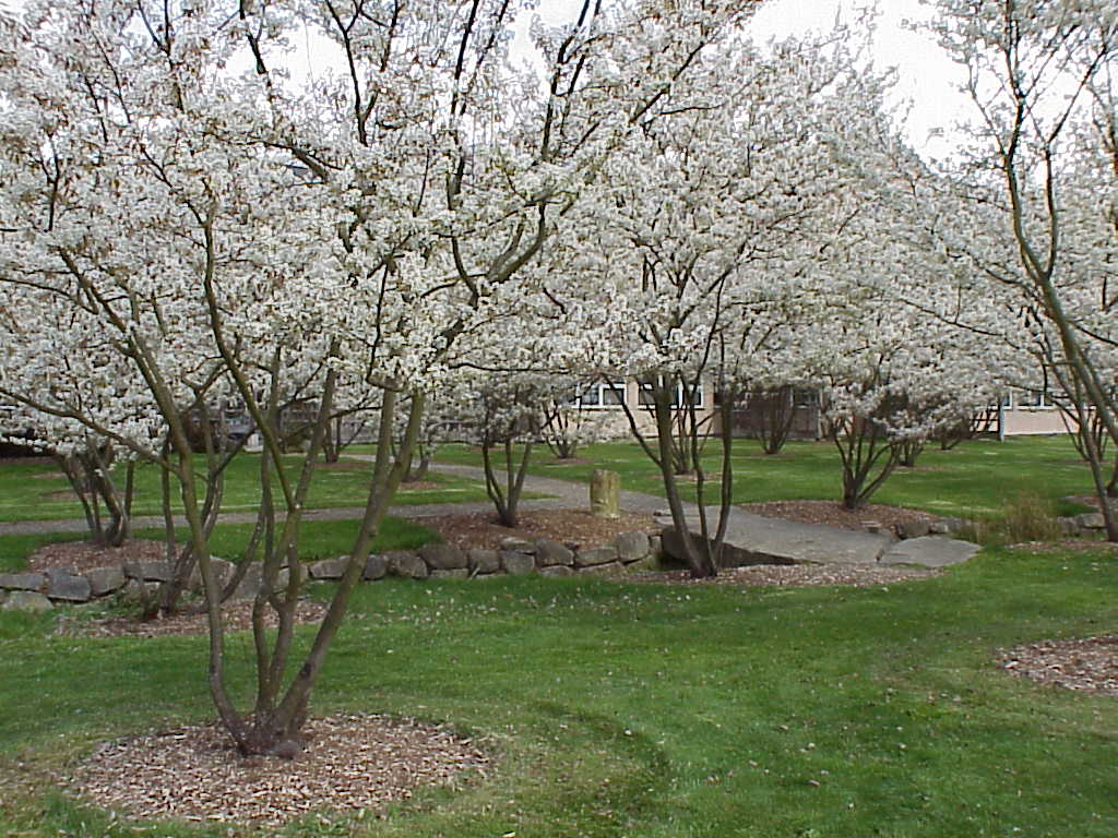 serviceberry