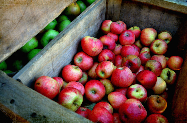 applepicking