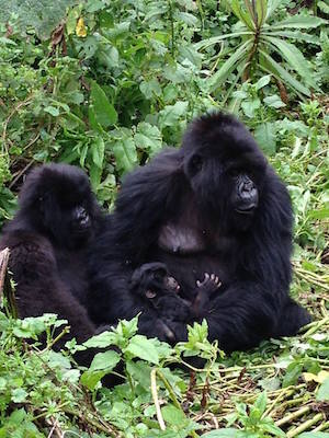 mountaingorillas