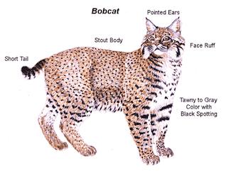 bobcatlsmall