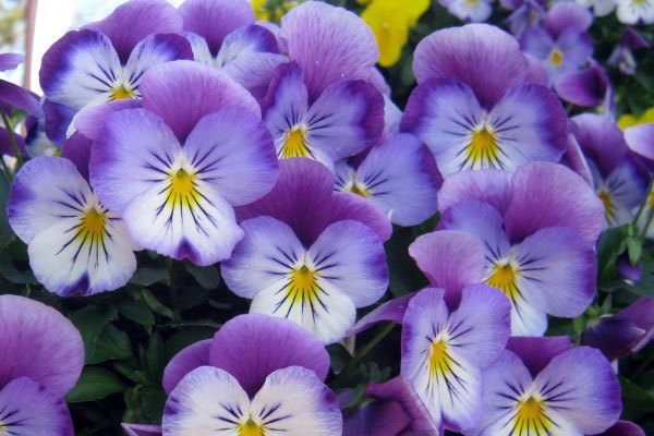 pansies