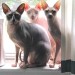 Hairless Cats -- Purrfect Pets for the Nolan Family