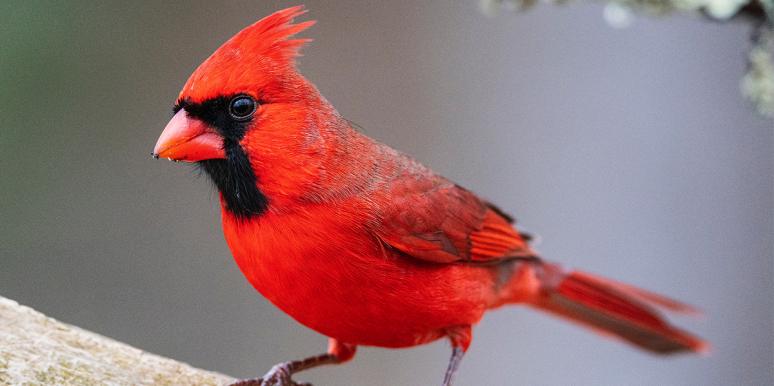 red cardinal meaning