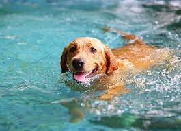 dogswim