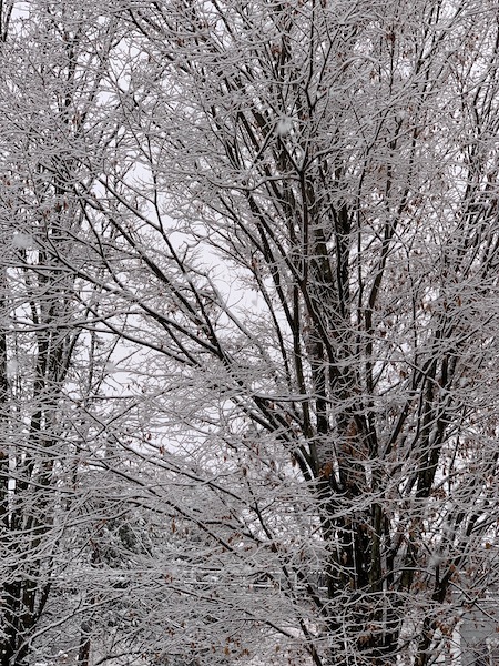 tree snow