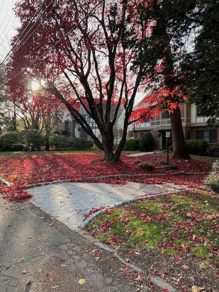 Fall leaves