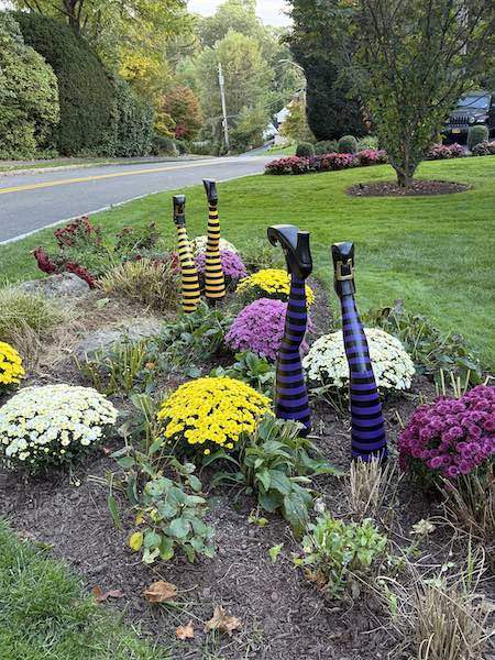 decostripes decostripes