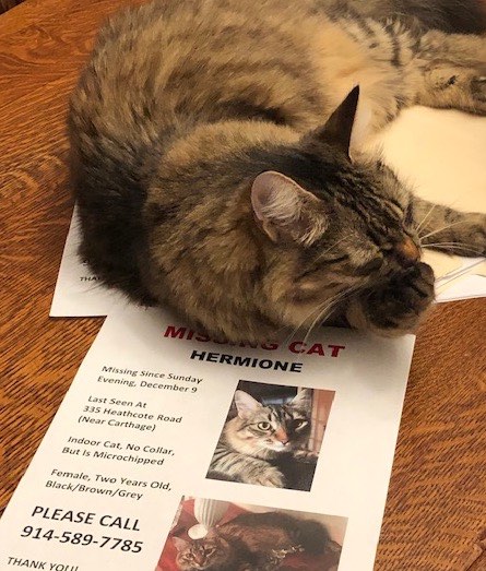 missing cat near me