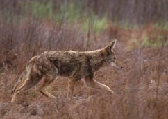 coyote