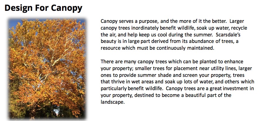 canopy Tree