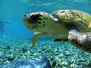 belizeseaturtle