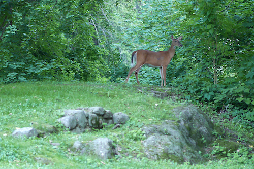 Deer in Drake Park1