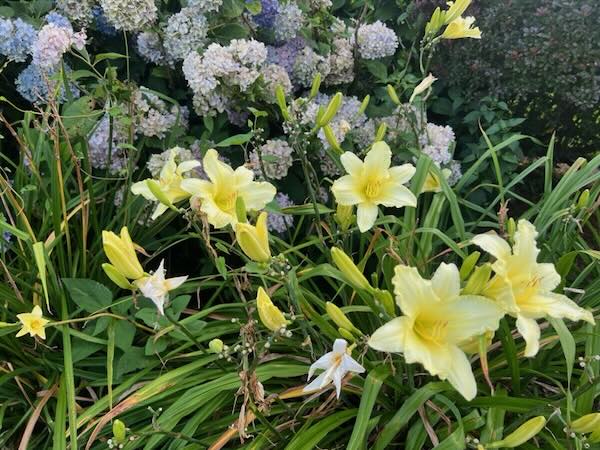 DayLilies
