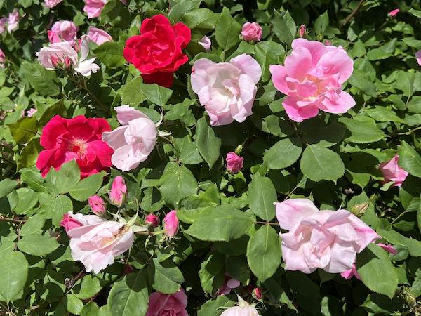 Roses