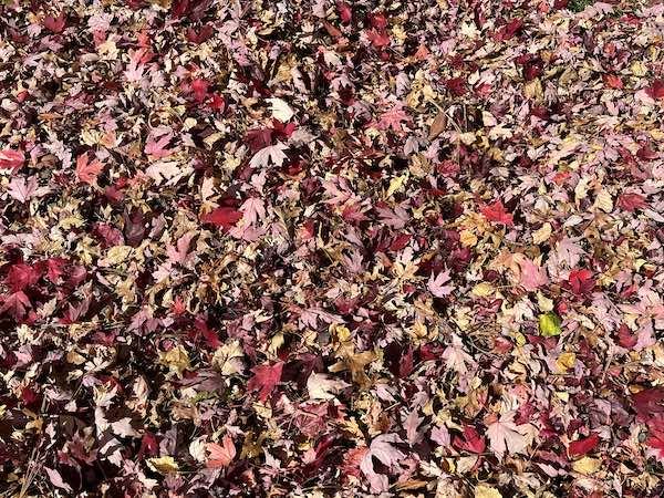 autumnleavesMark