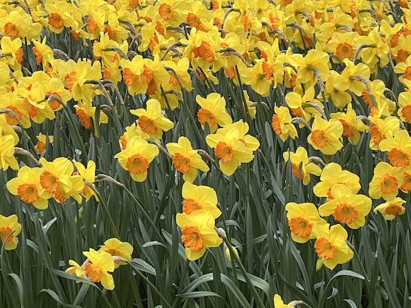 daffodils