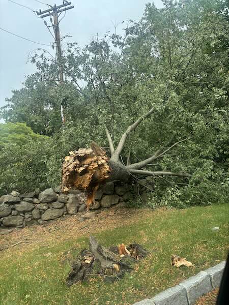 fallentree