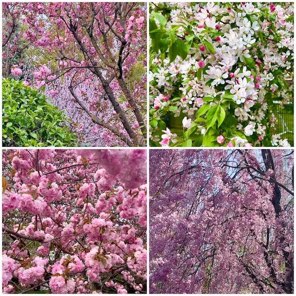 springblooms