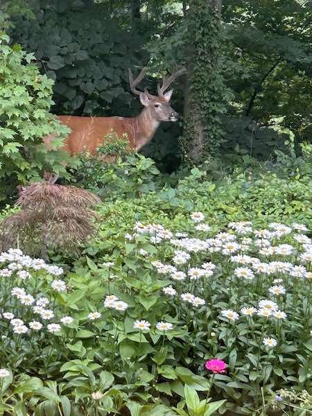 Deer