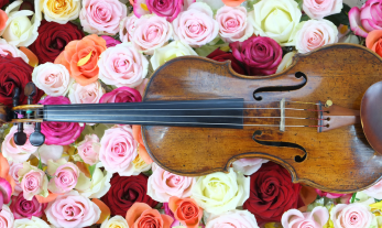 Violin