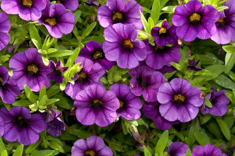 petunias