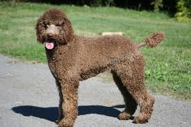 poodle