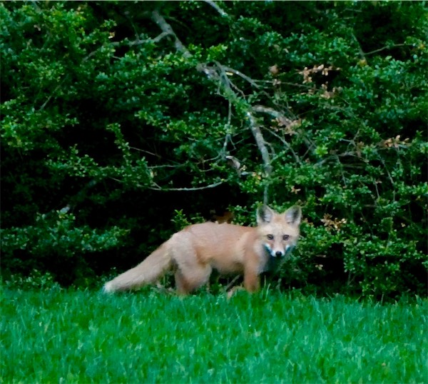Fox