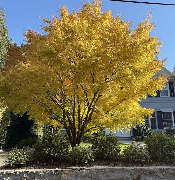 yellowtree