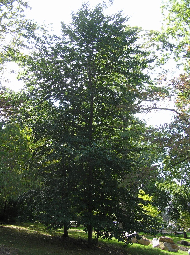 AmericanBeechTree