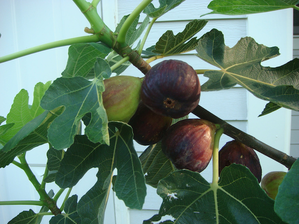 figtree