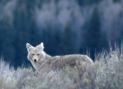 coyote2