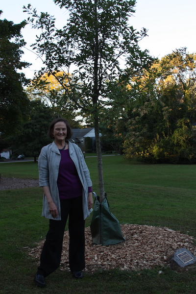 Jennet and tree copy