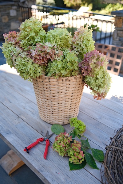 hydrangeaClippers
