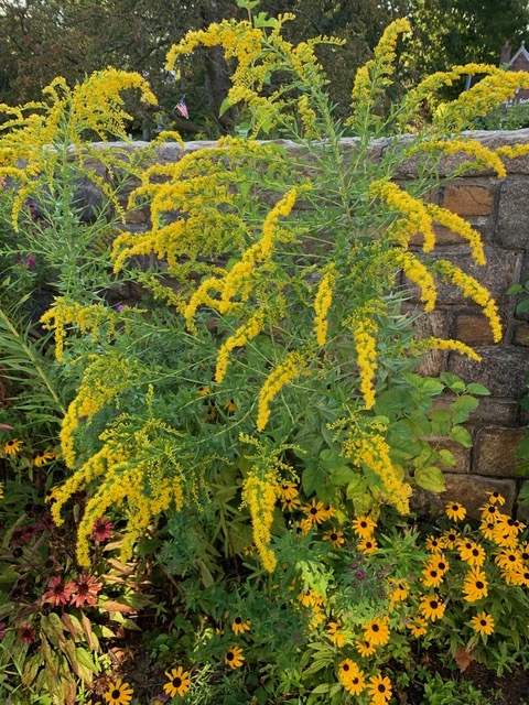goldenrod