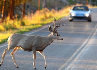 Deer-Crossing-Road