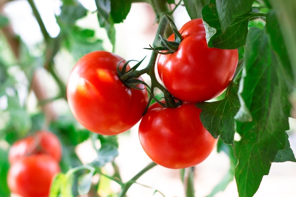 tomatoes