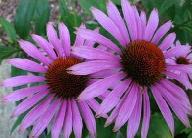 coneflower