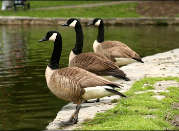 geese