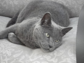 graycat